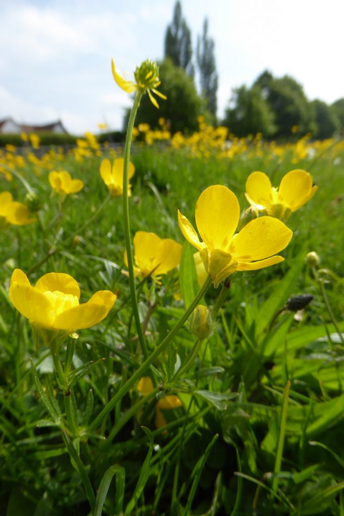 West Common Flora - Bulbous Buttercup
