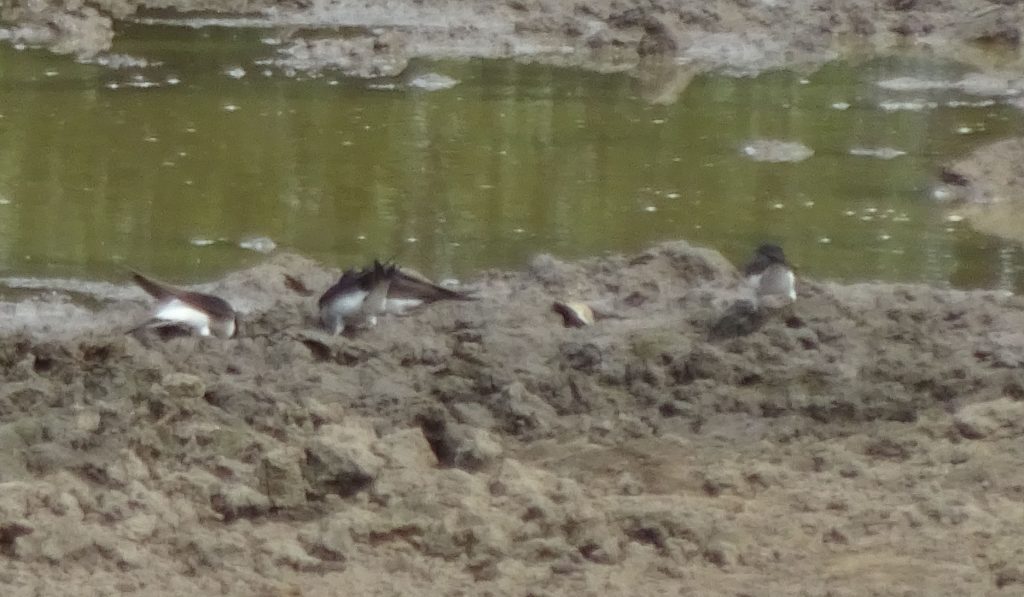 House Martins Collecting Nesting Material