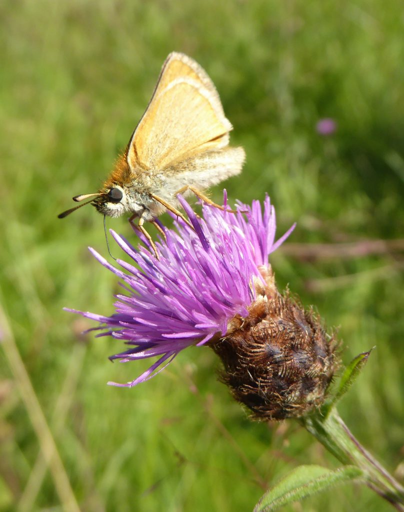Skipper Butterfly on Knapweed - West Common Lincoln