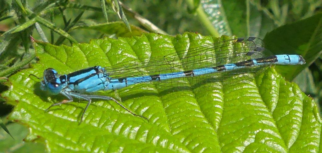 Common Blue Damselfly on West Common, Lincoln