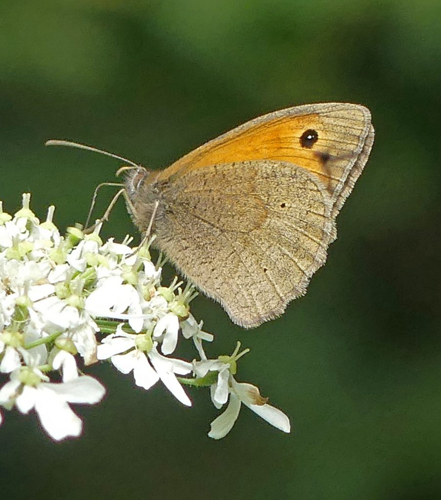 Meadow Brown Butterfly on West Common, Lincoln
