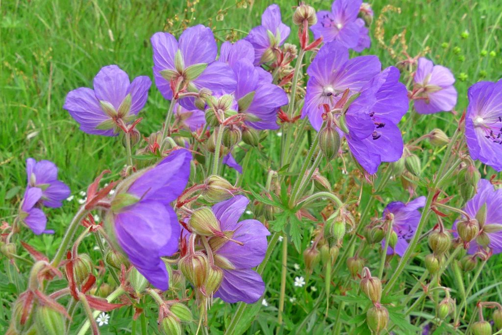 Meadow crane’s-bill on Lincoln's West Common
