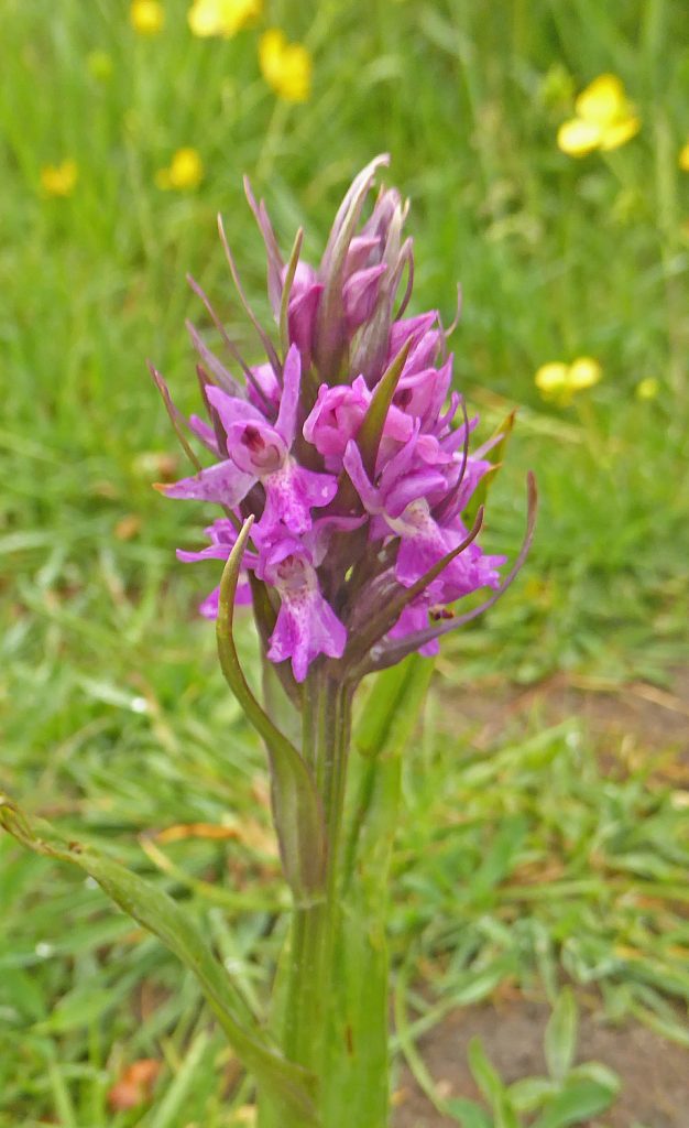 Southern Marsh Orchid on West Common, Lincoln