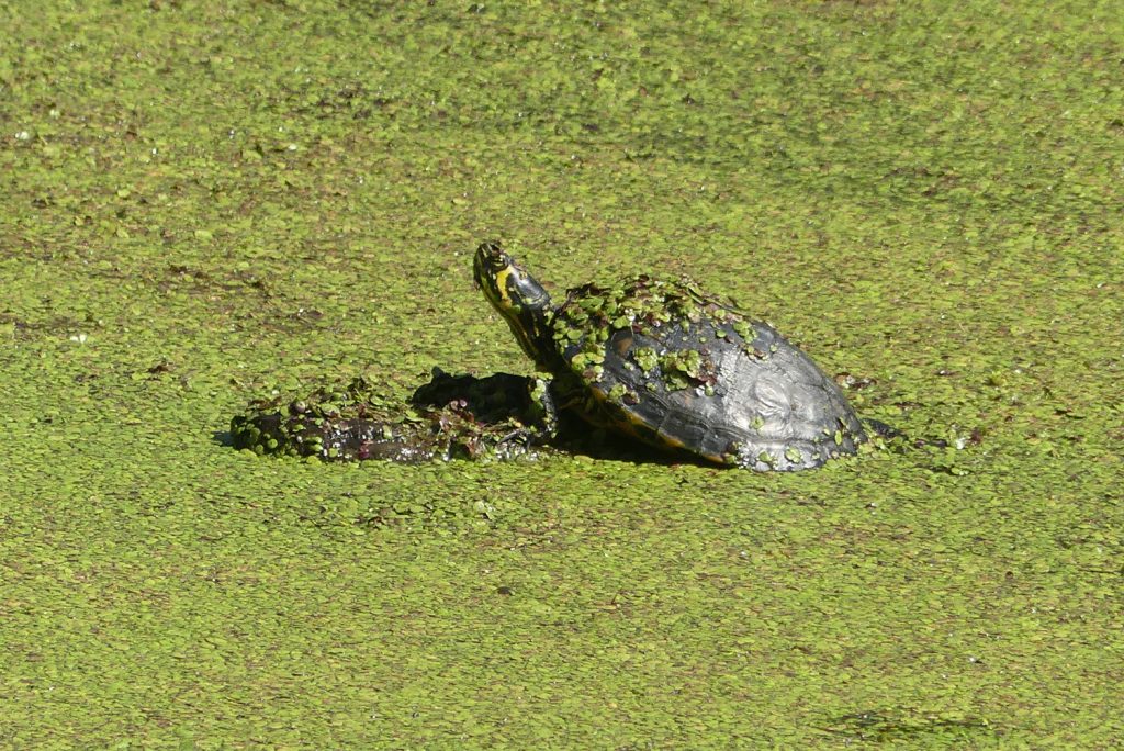 Terrapin on West Common, Lincoln