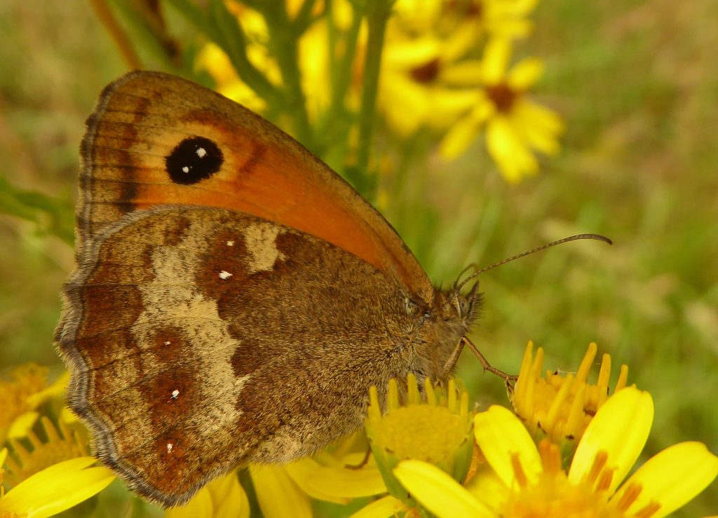 Meadow brown butterfly on ragwort