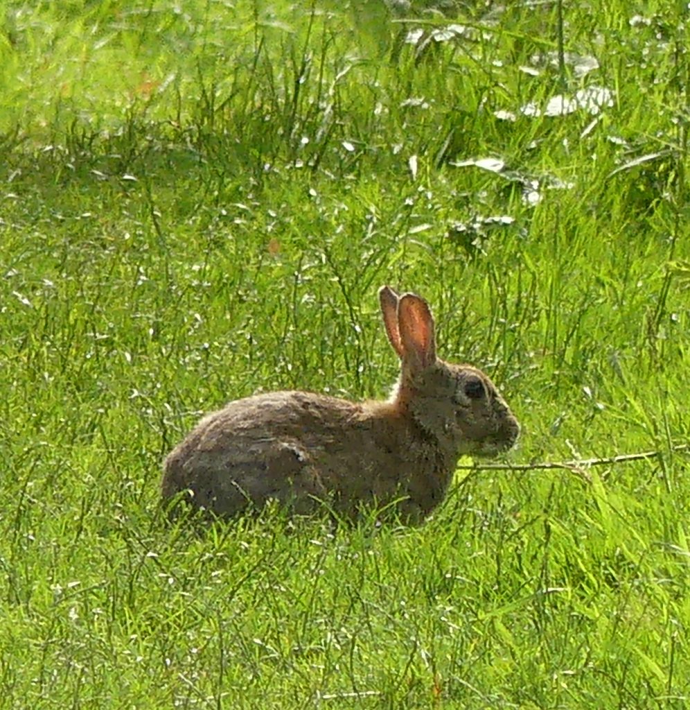 Rabbit controlling the vegetation