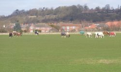 Horses grazing on Lincoln's West Common
