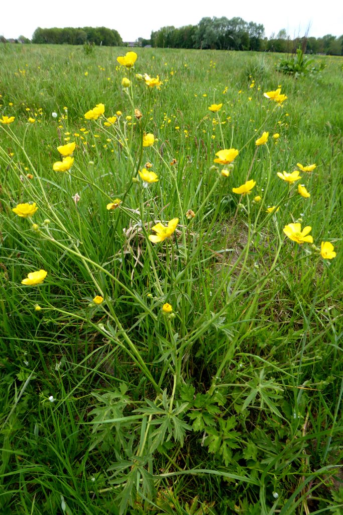 West Common Flora - Field Buttercup