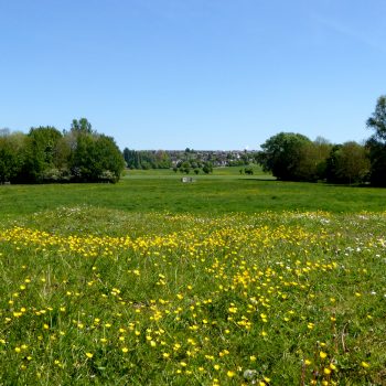 West Common In May