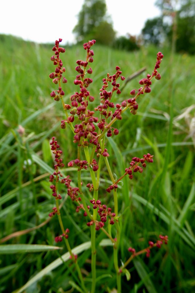 West Common Flora - Sorrel