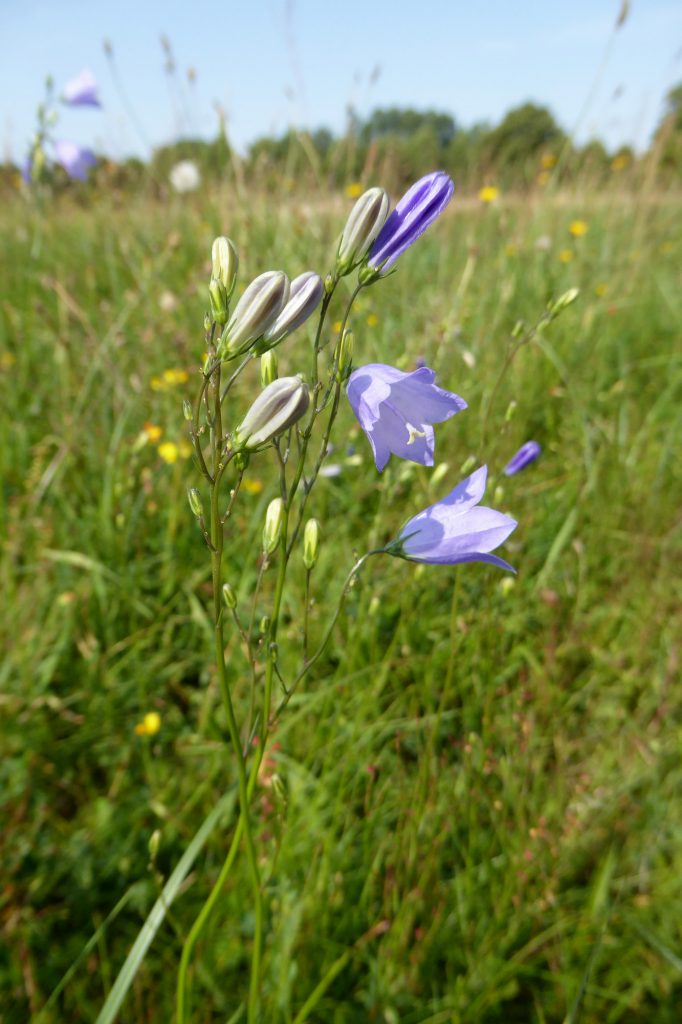 Harebell - West Common Lincoln