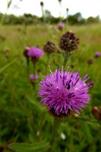 Knapweed - West Common Lincoln
