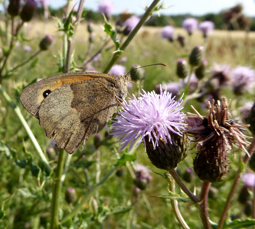 Meadow Brown on Creeping Thistle - West Common Lincoln