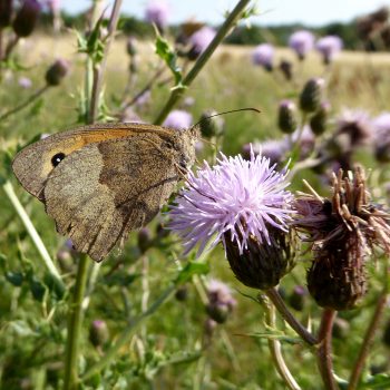 Meadow Brown Butterfly on Creeping Thistle - West Common Lincoln