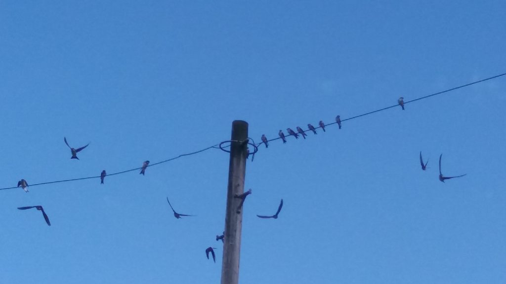 Swallows in mid August by West Common Tennis Courts 