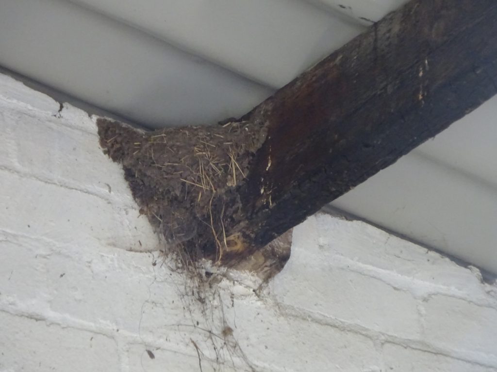 Swallow Nest In Stables On West Common