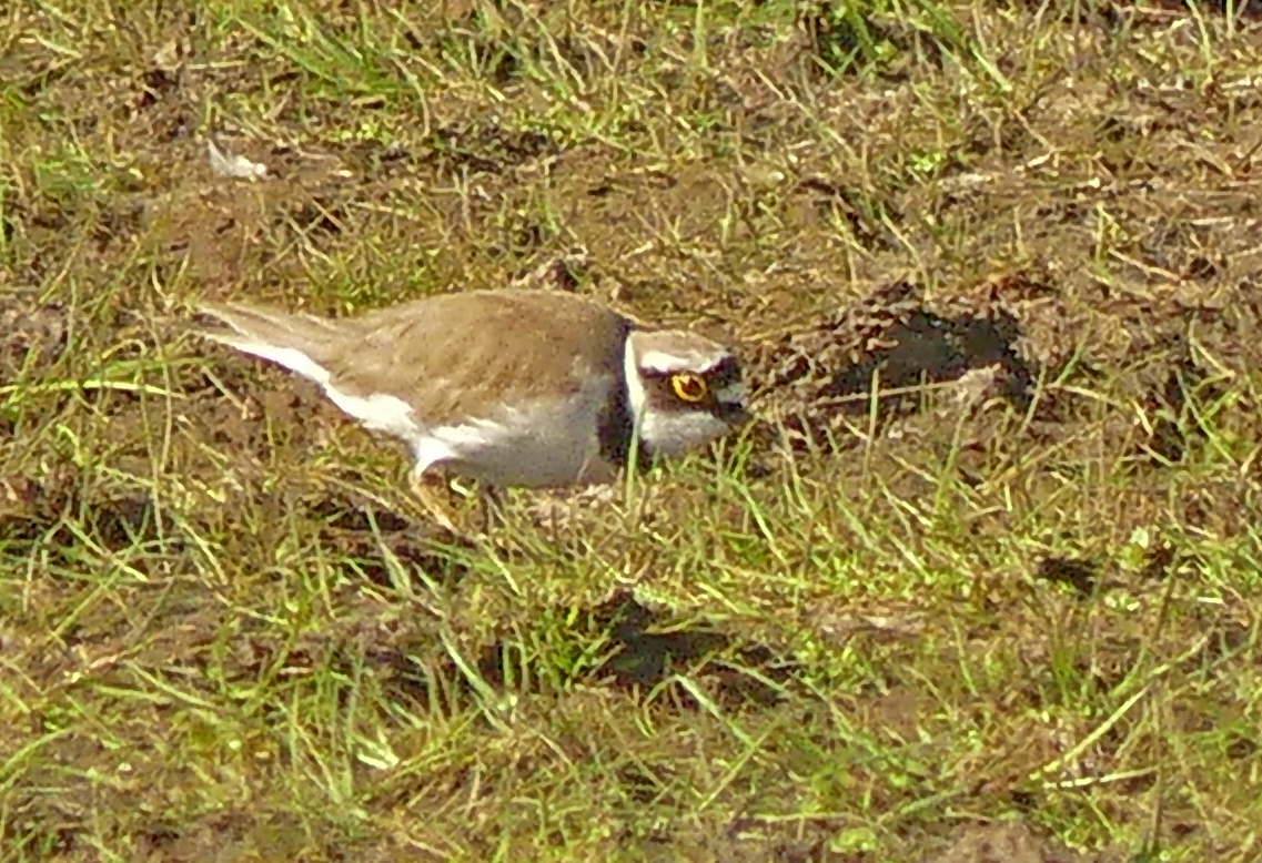 West Common In May 2020