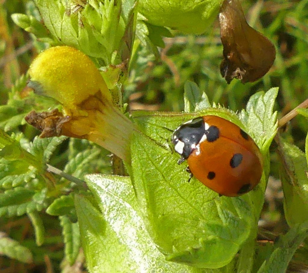 7 spot Ladybird on Hay Rattle on West Common, Lincoln
