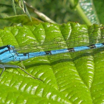 Common blue damselfly on West Common Lincoln