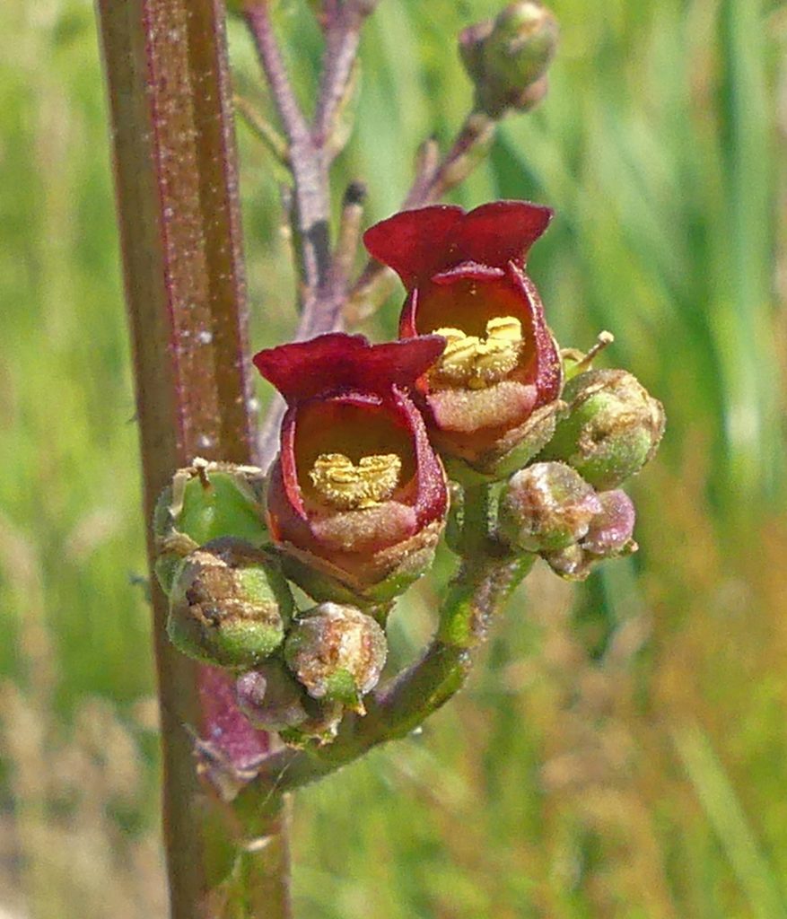 Figwort on West Common Lincoln