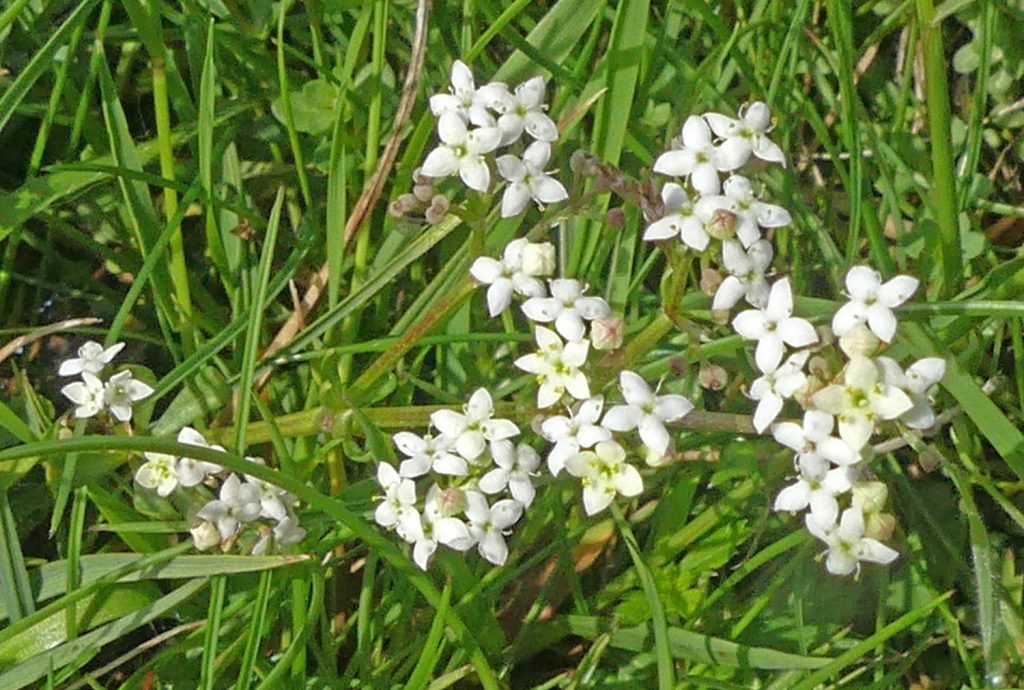 Heath bedstraw on Lincoln's West Common