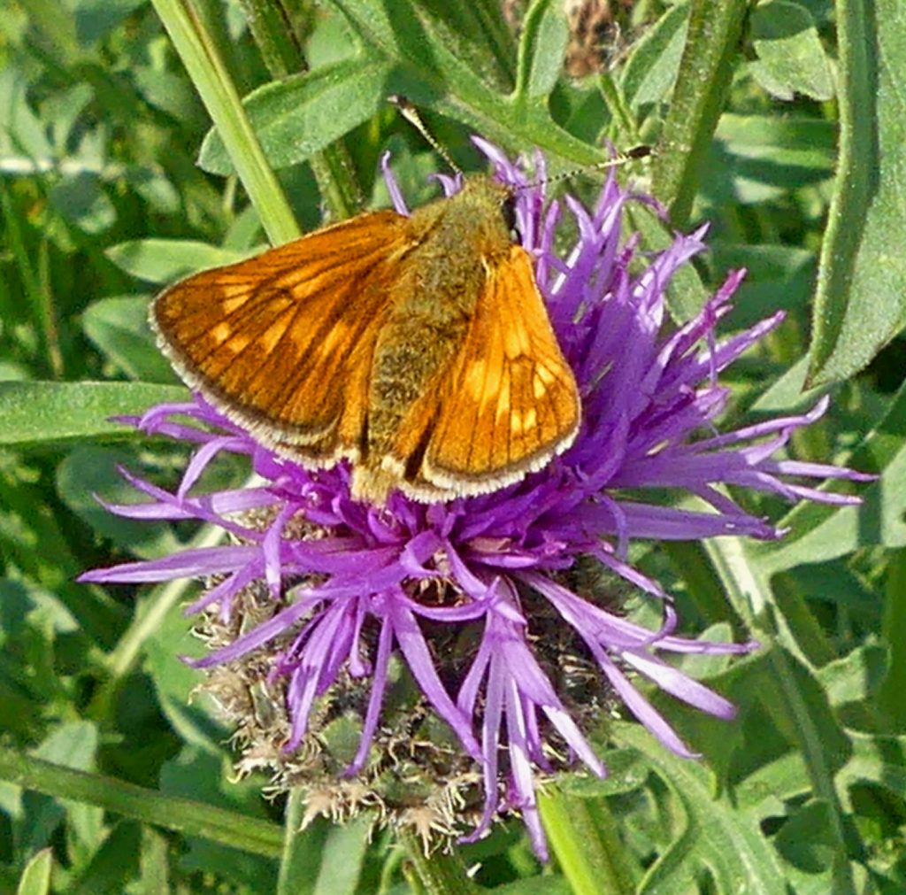 Skipper butterfly on Knapweed on West  Common, Lincoln