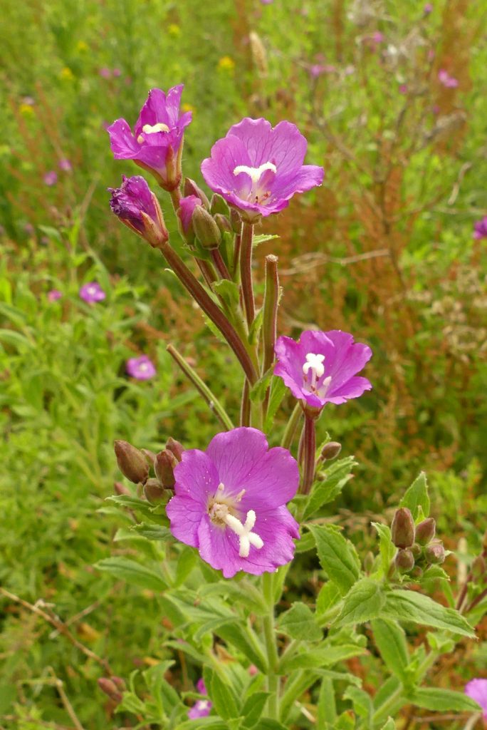 Great Willowherb at Hobblers Hole Lincoln