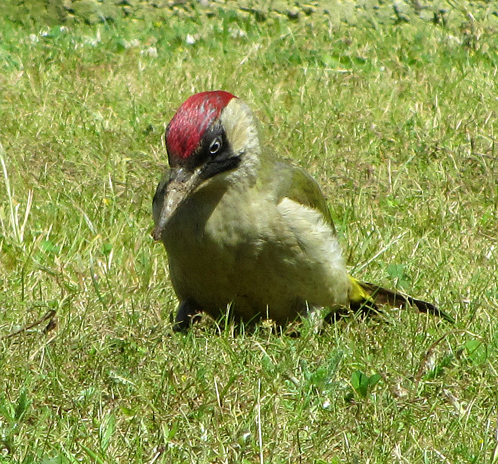 Green Woodpecker on Burton Ridge